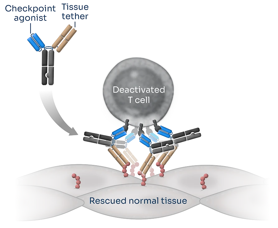 Diagram depicts Third Arc Bio antibodies that cluster at the site of diseased tissue to block immune activity and spare normal tissue.