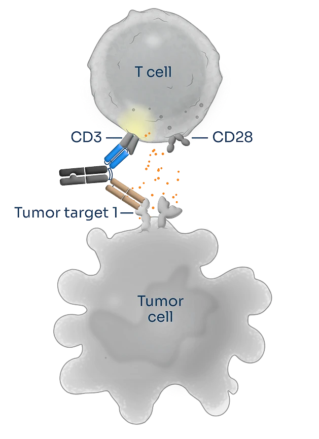 T cells are appropriately activated through antibodies directed against CD3 (Signal 1) and CD28 (Signal 2) molecules, killing cancer cells more effectively than CD3 or CD28 engagement alone.