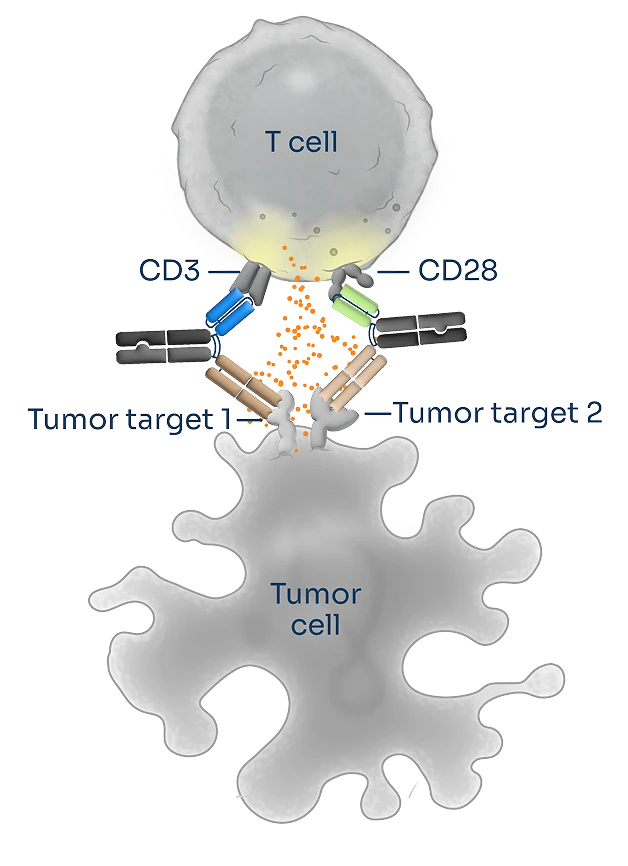 T cells are appropriately activated through antibodies directed against CD3 (Signal 1) and CD28 (Signal 2) molecules, killing cancer cells more effectively than CD3 or CD28 engagement alone.