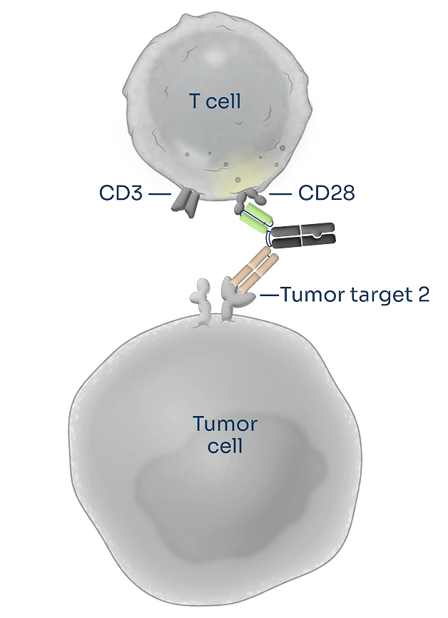 T cells are appropriately activated through antibodies directed against CD3 (Signal 1) and CD28 (Signal 2) molecules, killing cancer cells more effectively than CD3 or CD28 engagement alone.