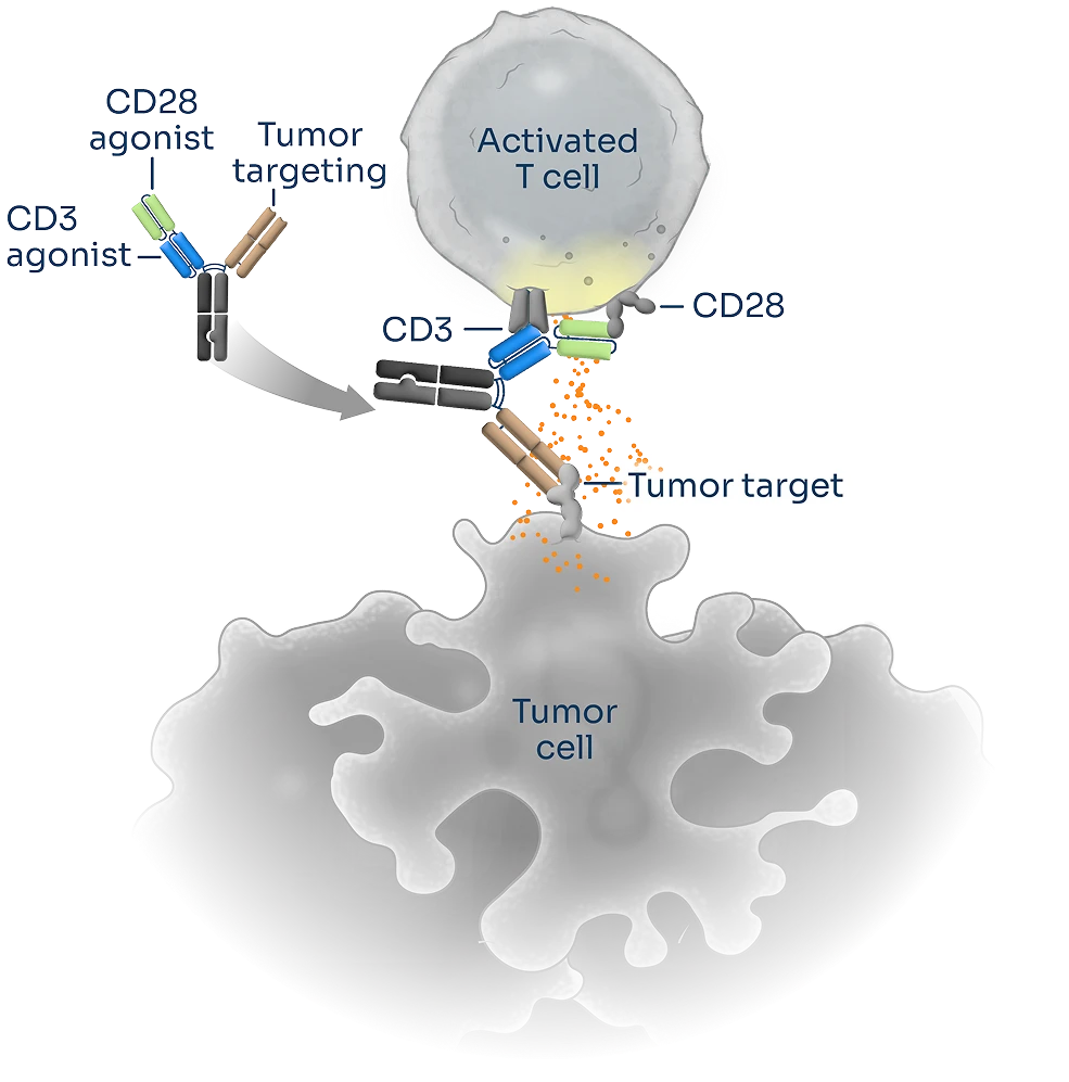Scientific illustration depicting Third Arc Bio’s one and two molecule approach to directing T cells towards tumor cell targets, via CD3 and CD28 engagement.