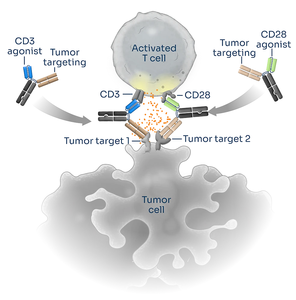 Scientific illustration depicting Third Arc Bio’s one and two molecule approach to directing T cells towards tumor cell targets, via CD3 and CD28 engagement.