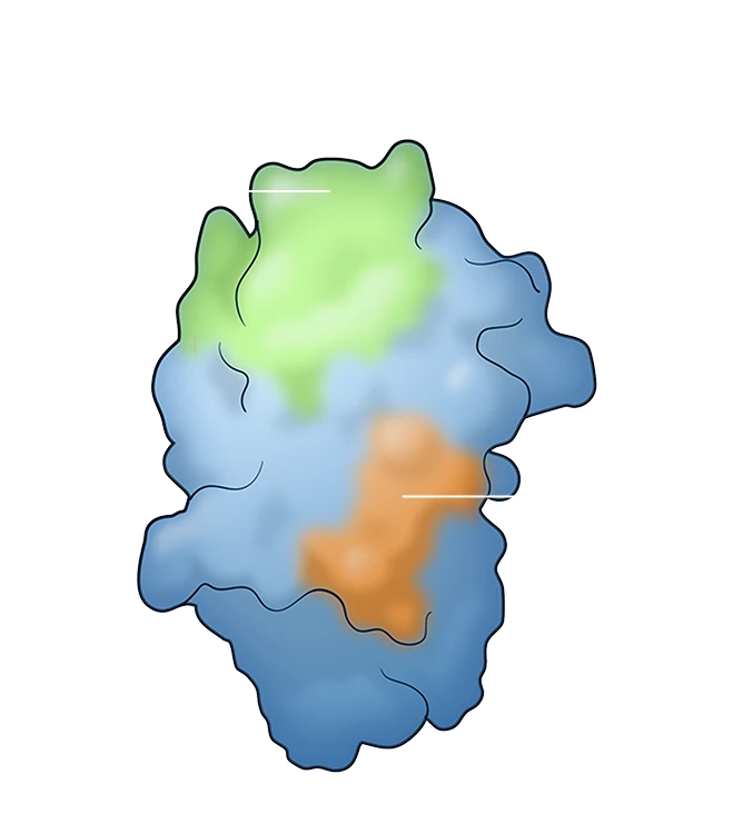 Illustration of a light blue target protein featuring a green "Epitope 1" region at the top of the protein and an orange "Epitope 2" region on the lower right side against a navy blue background.