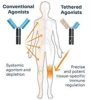 A diagram comparing conventional and tethered (Third Arc Bio) agonists, depicting antibody structures in shades of blue, black, gray, and cream, and a human figure in orange and white with arrows highlighting the areas of effect.